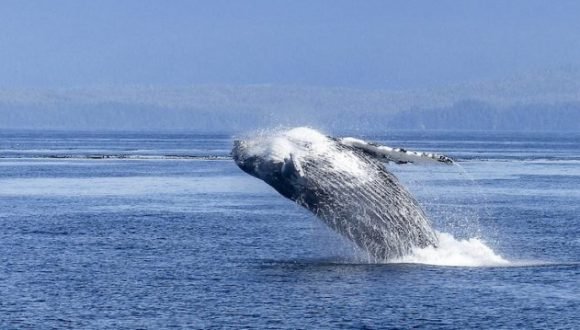 [El Mostrador] Elaboran normativa de navegación para proteger ballenas en aguas chilenas