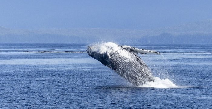 [El Mostrador] Elaboran normativa de navegación para proteger ballenas en aguas chilenas