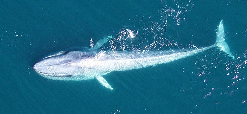 [La Tercera] ¿Viva o muerta? Inédito estudio fija el valor económico de la ballena azul en Chile, el animal más grande del mundo