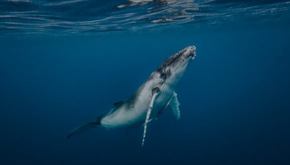 [Emol] Conoce The Blue Boat Initiative: El proyecto científico para proteger a las ballenas