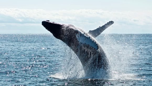 [DF] Chile será el primer país con boyas inteligentes para evitar colisiones de ballenas con barcos
