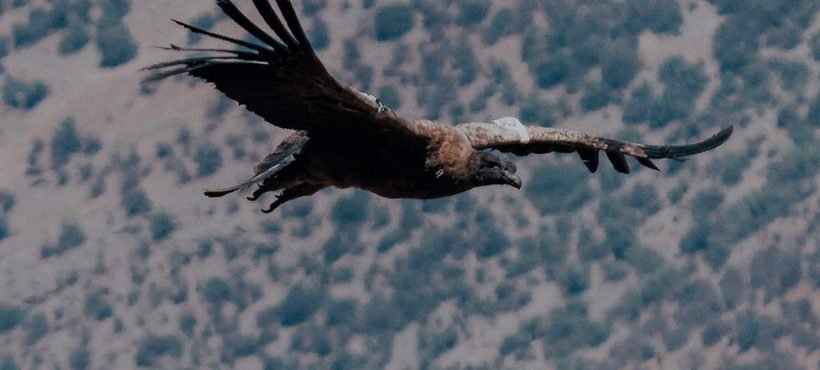 [La Tercera] La primera línea de rehabilitación de la fauna silvestre