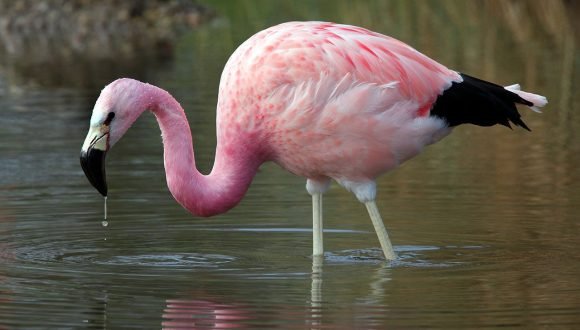 [El Mostrador] Buscan proteger a los flamencos altoandino con expedición científica y educación ambiental