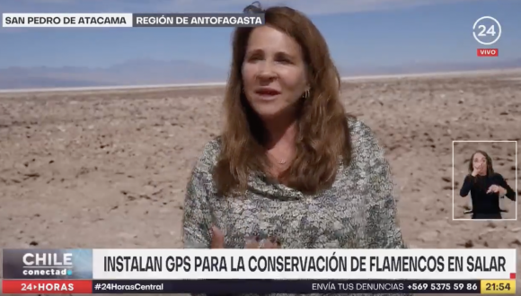 [24 Horas] Instalan GPS para la conservación flamencos en salar de Atacama