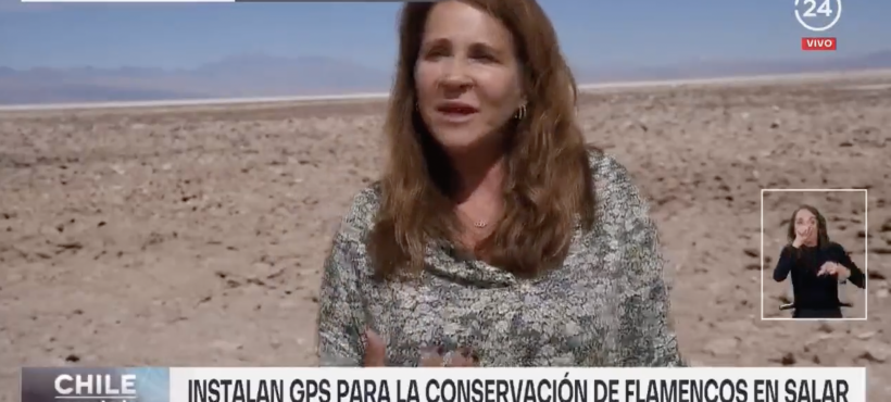 [24 Horas] Instalan GPS para la conservación flamencos en salar de Atacama
