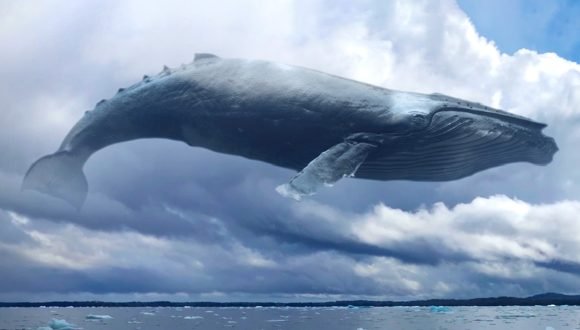 [El Mercurio] Boyas inteligentes permiten proteger a las ballenas de colisiones con los barcos