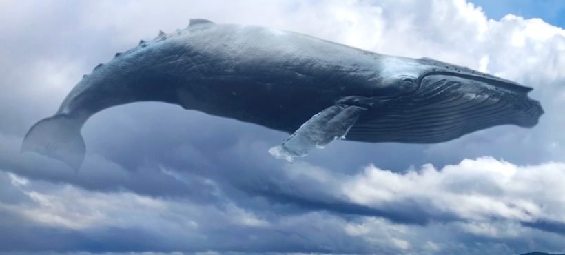 [El Mercurio] Boyas inteligentes permiten proteger a las ballenas de colisiones con los barcos