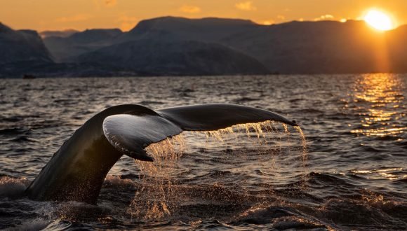 [CNN] Noise pollution is killing whales, but this technology could help