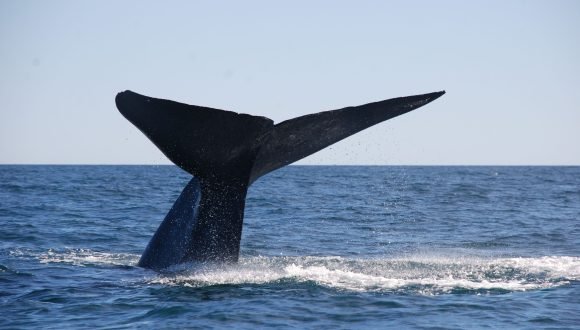 [El Ágora] La inteligencia artificial protege a las ballenas chilenas