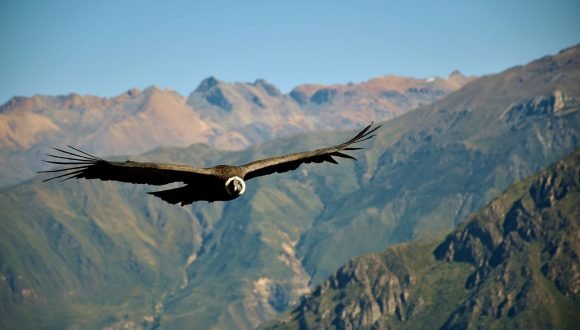 [El Mercurio] Liberan a tres cóndores en el Cajón del Maipo