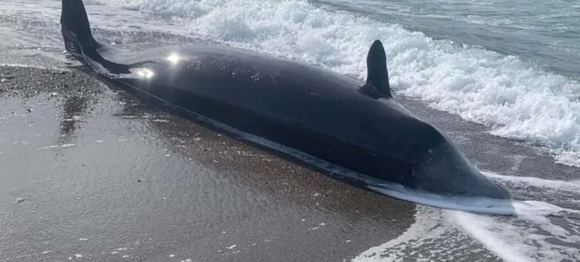 [La Tercera] Registran manadas de ballenas muertas en Europa como consecuencia del terremoto en Turquía