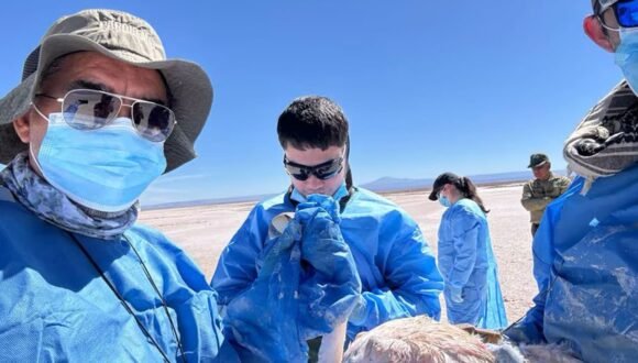 [La Tercera] A qué altura y velocidad vuelan por primera vez instalan monitores satelitales en flamencos chilenos