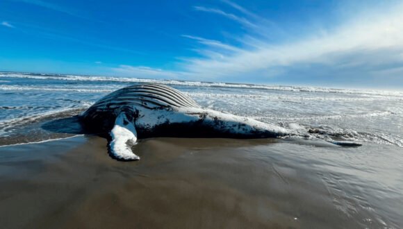 Varó una jorobada por enmalle en Chiloé, en la costa pacífico en Huentemó al norte de Cucao Varó una jorobada por enmalle en Chiloé, en la costa pacífico en Huentemó al norte de Cucao