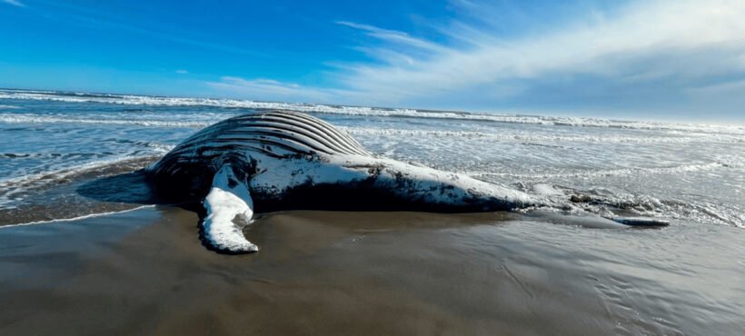 Varó una jorobada por enmalle en Chiloé, en la costa pacífico en Huentemó al norte de Cucao Varó una jorobada por enmalle en Chiloé, en la costa pacífico en Huentemó al norte de Cucao