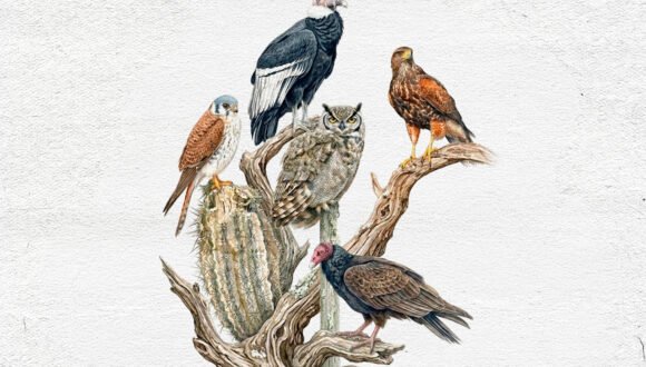 Aves rapaces de Chile: conocer para proteger