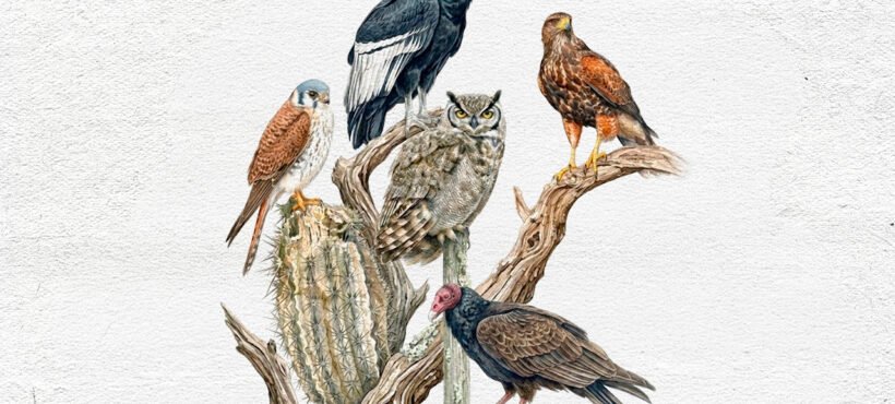 Aves rapaces de Chile: conocer para proteger